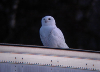 Snowy Owl 2007 #1