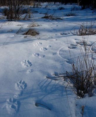 Wolf and bobcat tracks