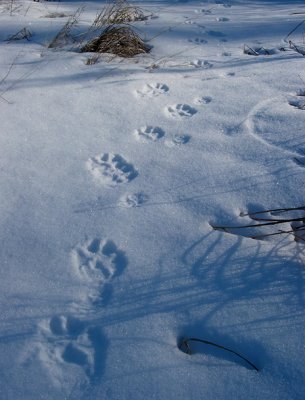 Wolf and bobcat tracks