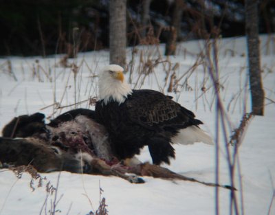 Bald Eagle