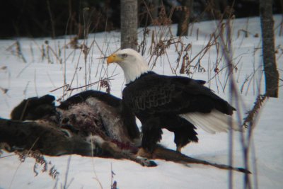 Bald Eagle