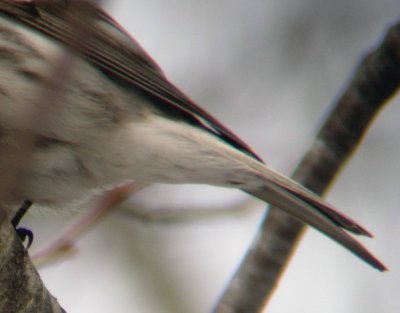 Hoary Redpoll