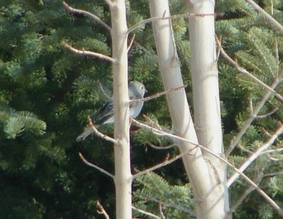 Townsend's Solitaire by Matt Welter