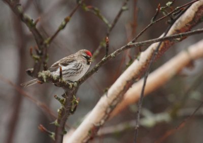 Common Redpoll 0121