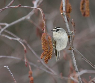 Golden-crowned Kinglet 0253