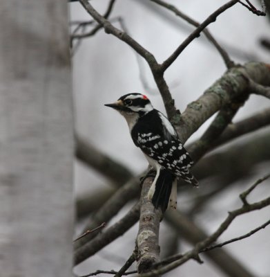 Downy Woodpecker 0214