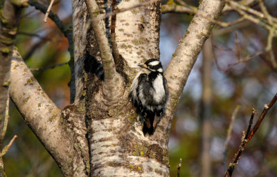 Downy Woodpecker 0351