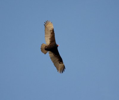 Turkey Vulture 0468