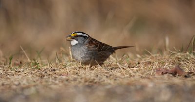 White-throated Sparrow 0660