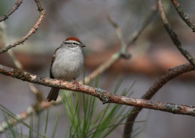 Chipping Sparrow 0664