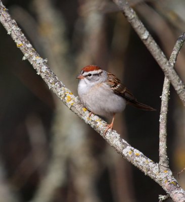 Chipping Sparrow 0674