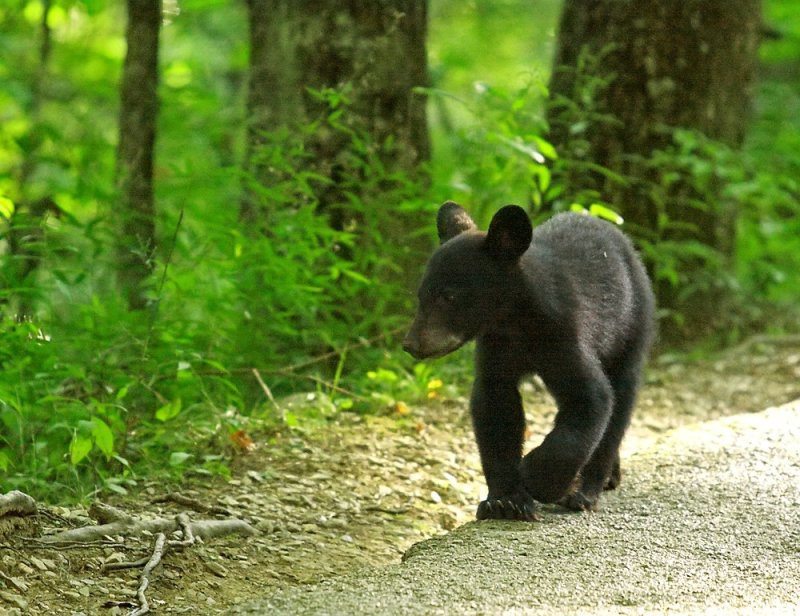 Black Bear Cub - I