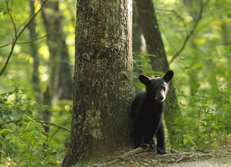 Black Bear Cub - II