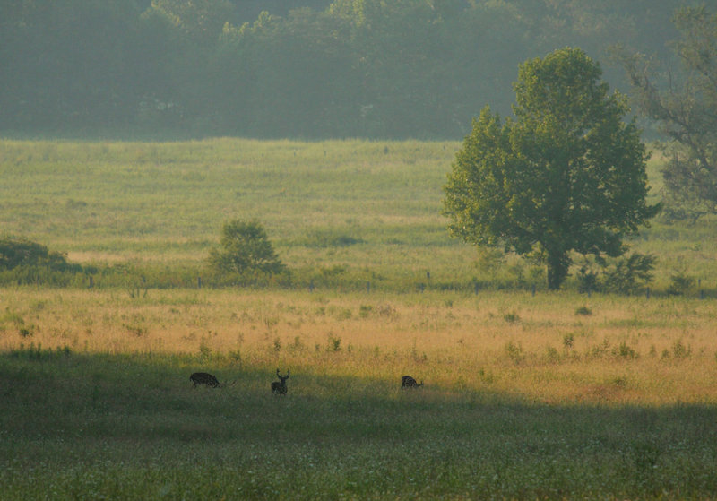 Evening Haze in Cades Cove
