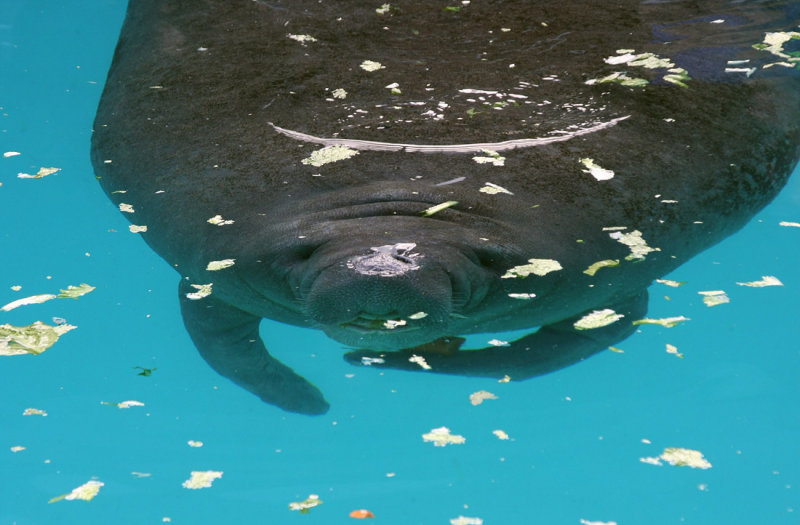 Miami Seaquarium
