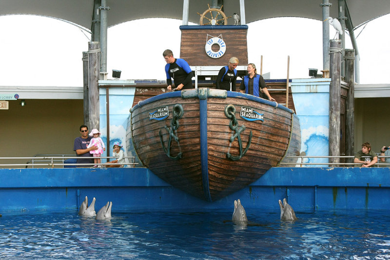 Miami Seaquarium Dolphin Show