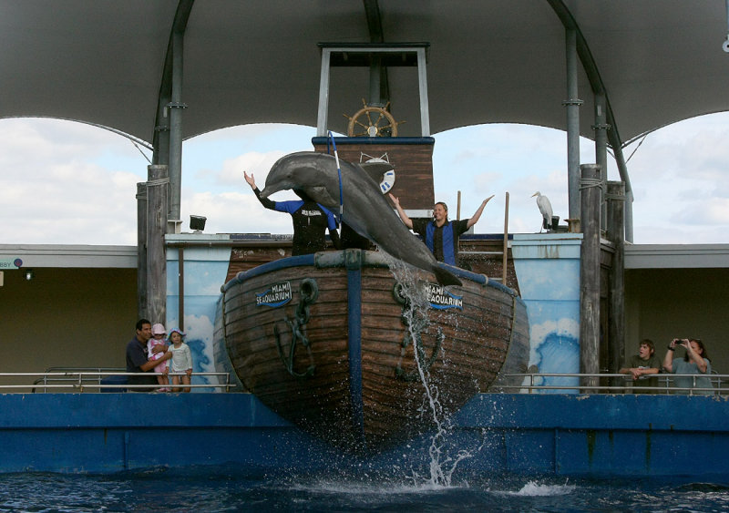 Miami Seaquarium Dolphin Show