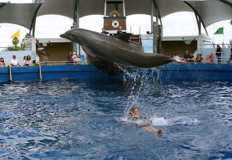 Miami Seaquarium Dolphin Show
