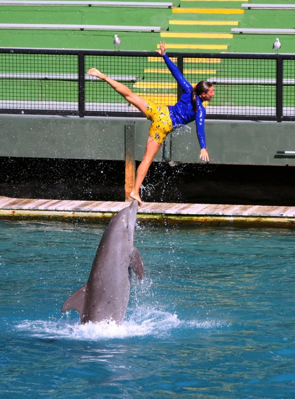 Miami Seaquarium Dolphin Show