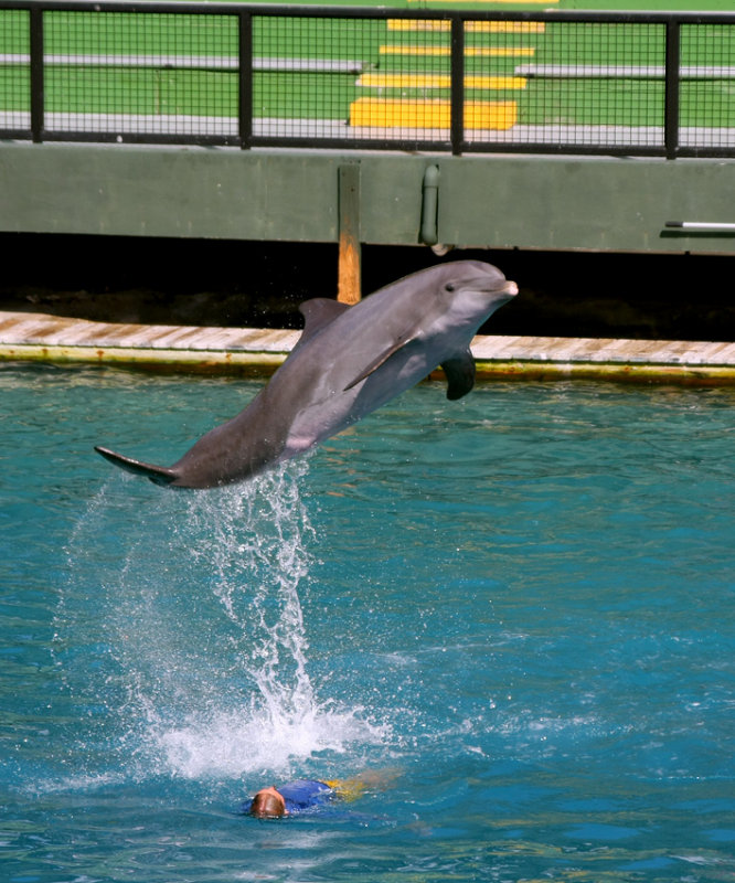Miami Seaquarium Dolphin Show
