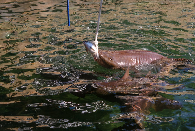 Miami Seaquarium Shark Feeding