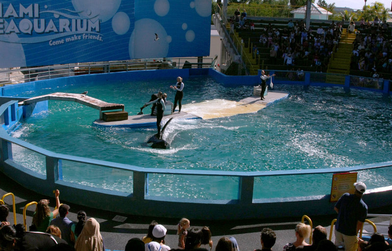 Miami Seaquarium Killer Whale Show