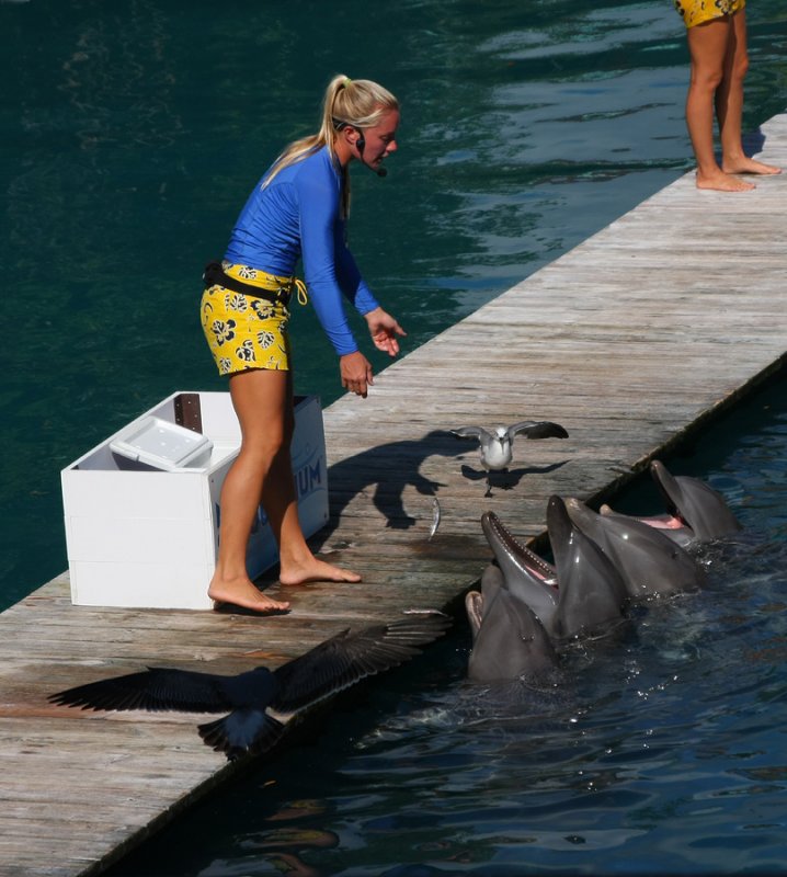 Miami Seaquarium Dolphin Show
