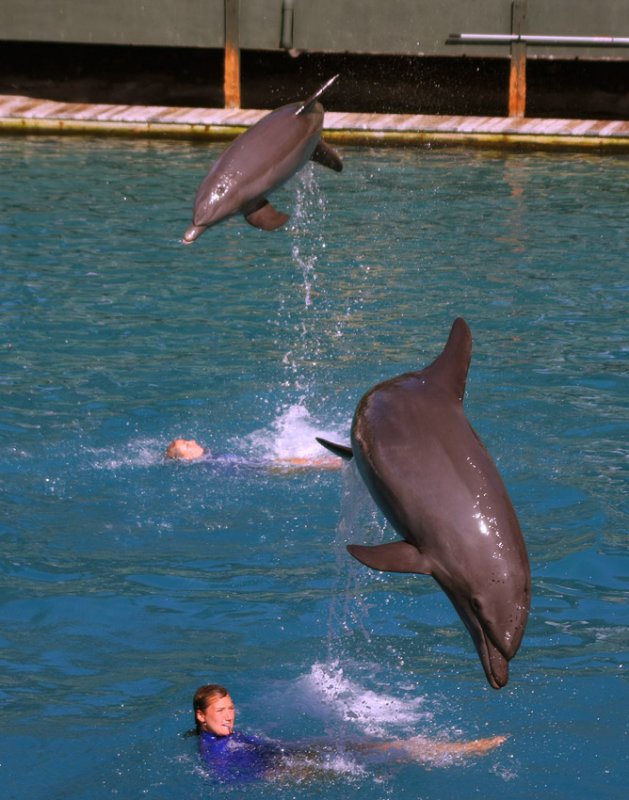 Miami Seaquarium Dolphin Show