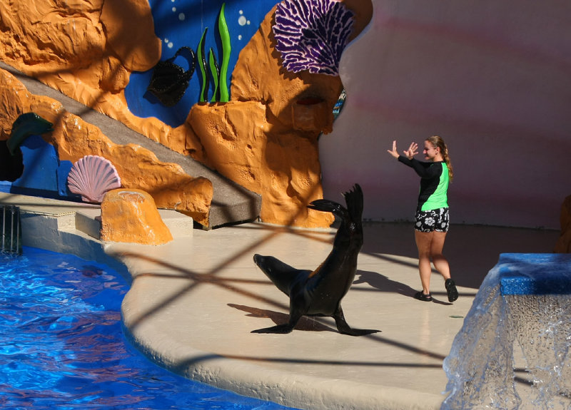 Miami Seaquarium Sea Lion Show