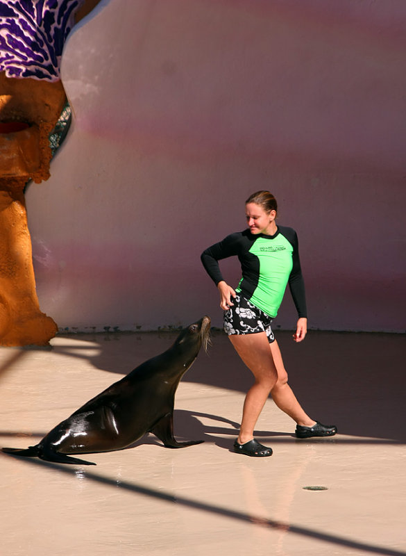 Miami Seaquarium Sea Lion Show