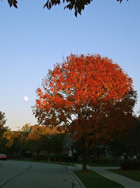 Fall Comes to Palatine