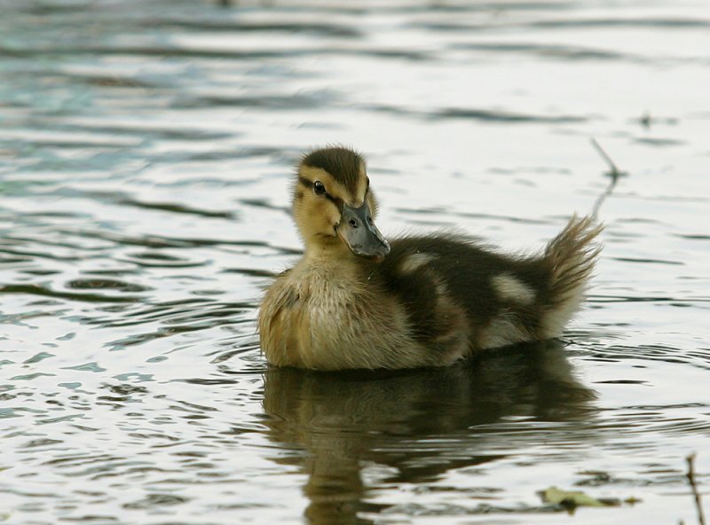 Small, but graceful