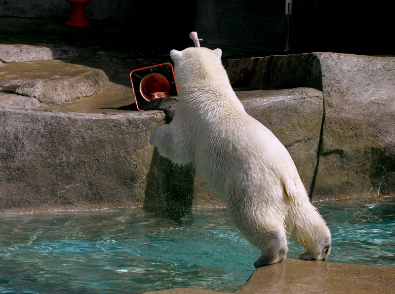 Going for A Splash