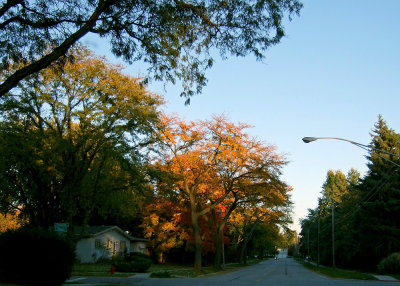 Fall Comes to Palatine