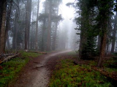 foggy path.jpg