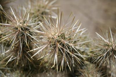 cactus2.jpg