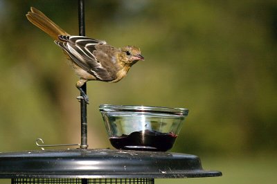 Juvenile Oriole.jpg