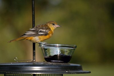 Juvenile Oriole 2.jpg