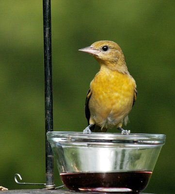 gabbys Oriole.jpg