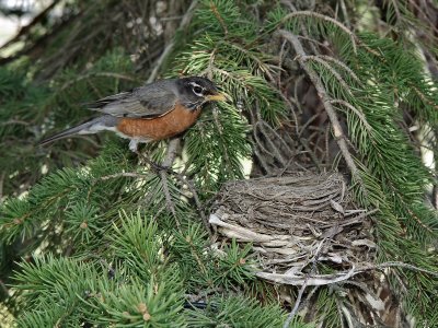 Nest2.jpg
