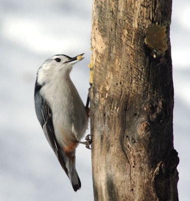 Wintering Birds 2009-2010