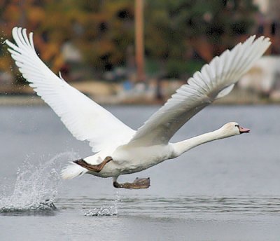 swan takeoff.jpg