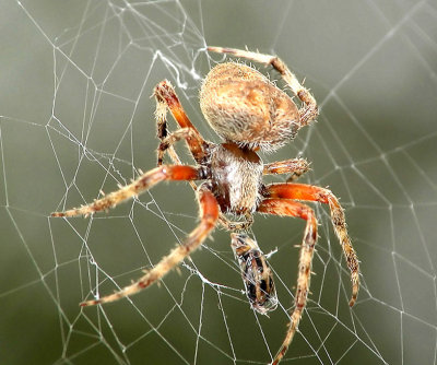 spider.jpg