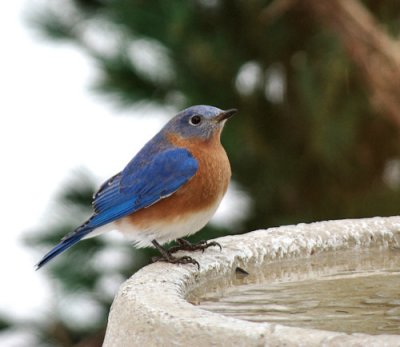 Bluebird.jpg