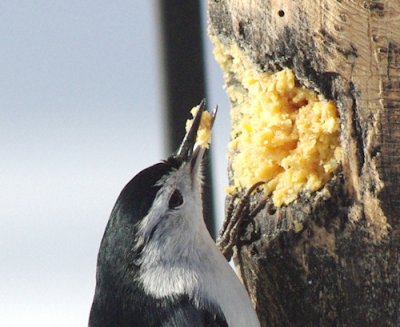 Nuthatch.jpg