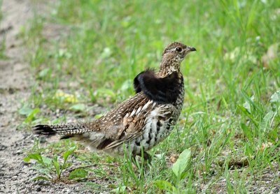 Ruffed Grouse?