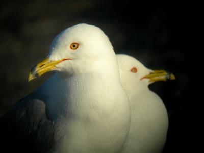 Goland  bec cercl / Ring-billed gull