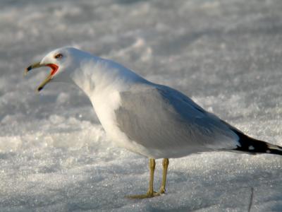 Goland  bec cercl / Ring-billed gull
