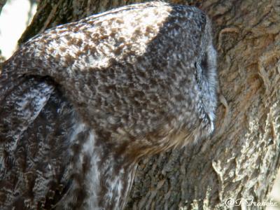Chouette Lapone / Great gray owl