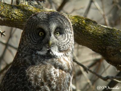 Chouette Lapone / Great gray owl